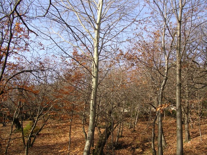 Cerro Veronese - Il parco "La Cugolara" - Cerro Veronese - The park "The Cugolara"